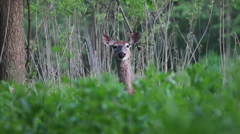 Deer staring into camera while standing in tall weeds Stock Footage 50183377