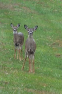 Deer staring close up Foto stock