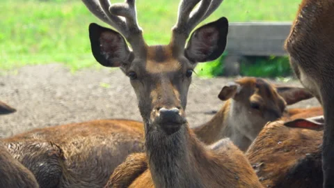 Deer staring at the daniel farm outdoors. Beautiful drown bambi in the park Stock Footage 221835580