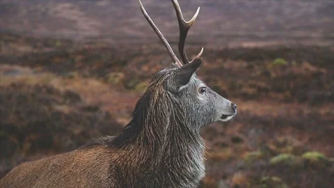 Deer Staring Stock Footage 122122694