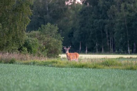 A deer staring from the middle of field Stock Photos