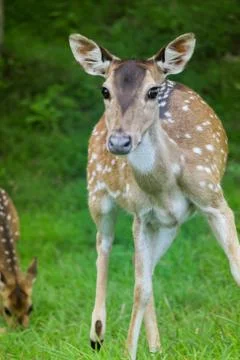 Deer Staring Stock Photos