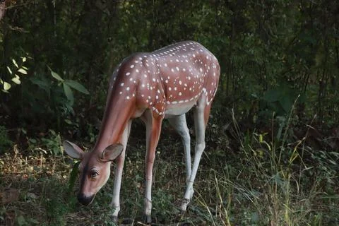 Deer statue in the forest Stock Photos