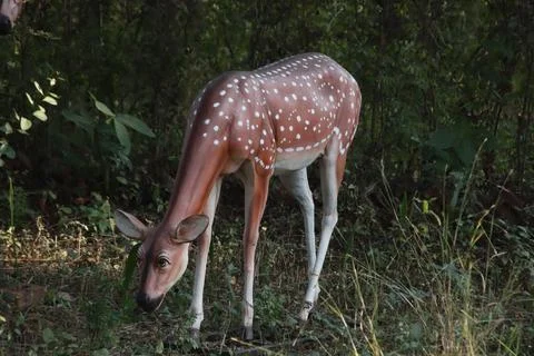 Deer statue in the forest Stock-Fotos