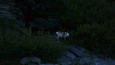 Deer Stay on Rock Video stock 105910463