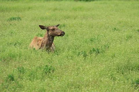 Deer in the steppe Stockfoto's