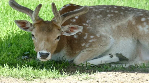 Deer stepped into a clearing and basks in the sun Vídeo Stock 118251413