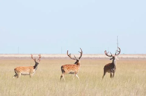 Deer in the steppes of Ukraine Stock-Fotos