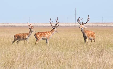 Deer in the steppes of Ukraine Stock-Fotos