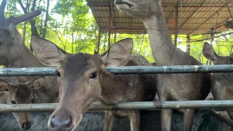 Deer Sticking Out Head From The Cage. Deer Wiggle Ears, Sticks Out Tongue Stock Footage 292269754