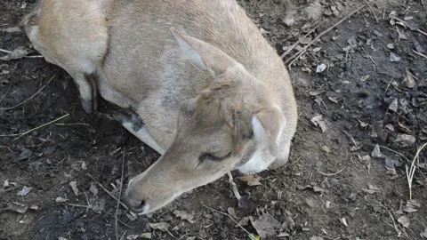 The deer is still lying down Video stock 228892403