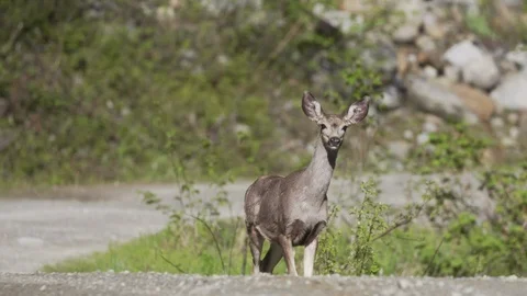 Deer stops and looks at camera Stock Footage 89359696