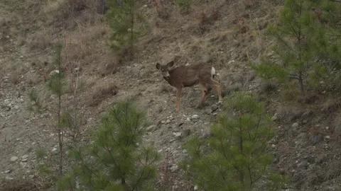 Deer stops on a hill to stare Видео 331612896