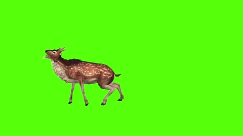 Deer Strike Green Screen Animation 4K Rendering 動画素材 278137655