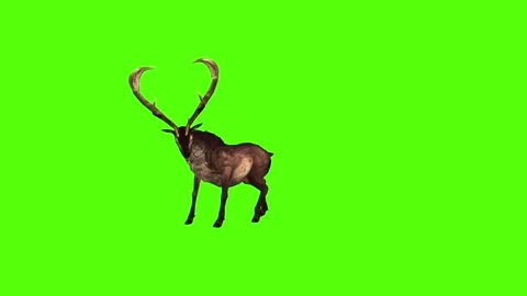 Deer Strike Green Screen Animation 4K Rendering Stockbeeldmateriaal 295215039