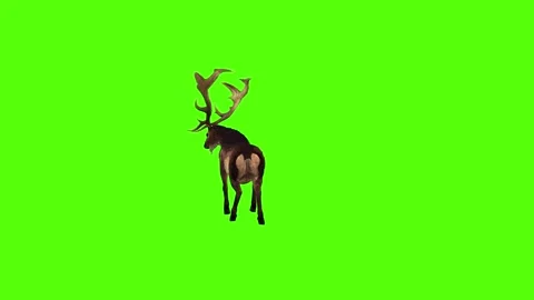 Deer Strike Green Screen Animation 4K Rendering Vidéo 295215046