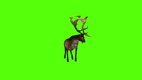 Deer Strike Green Screen Animation 4K Rendering Stockbeeldmateriaal 295215059