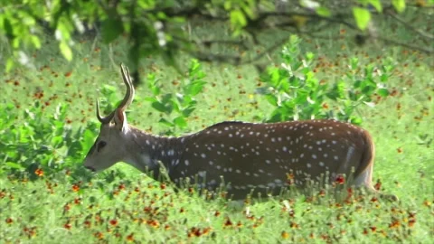 Deer Strolling in bush B-roll  in 4K Stock Footage 247370391