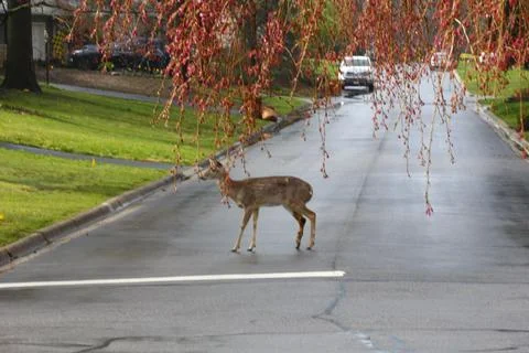 Deer in a Suburban Environment Stock Photos
