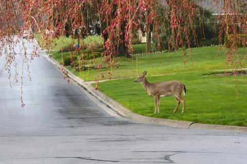 Deer in a Suburban Environment Stock Photos