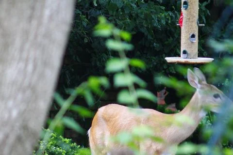Deer in a Suburban Environment Stock Photos
