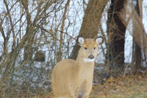 Deer in a Suburban Environment Stock Photos