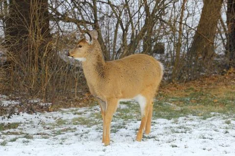 Deer in a Suburban Environment Stock Photos