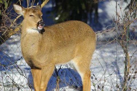 Deer in a Suburban Environment Stock Photos