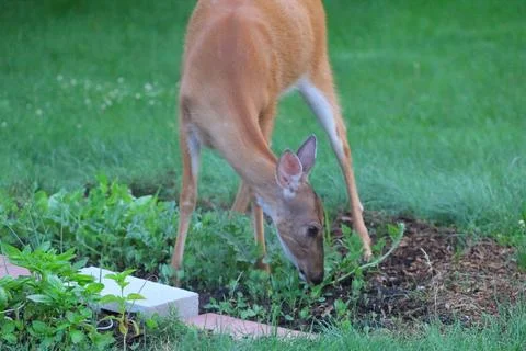 Deer in a Suburban Environment Stock Photos