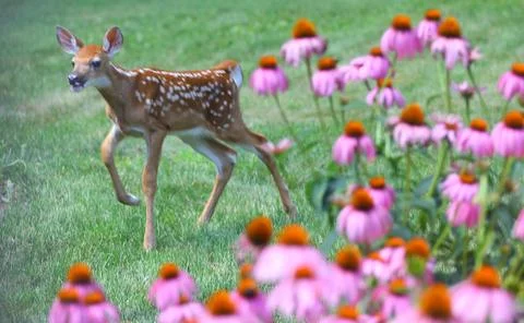 Deer in a Suburban Environment Stock Photos
