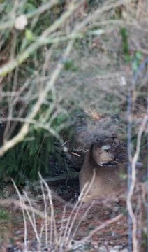 Deer in a Suburban Environment Stock Photos