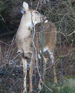 Deer in a Suburban Environment Stock Photos