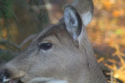 Deer in a Suburban Environment Stock Photos
