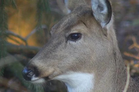 Deer in a Suburban Environment Stock Photos