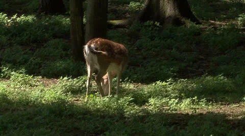 Deer in Summer Forest Stock Footage 22770830