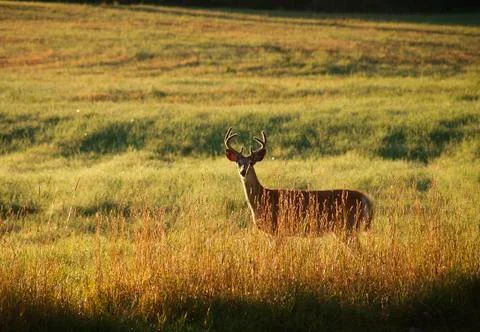 Deer at sunrise Stock Photos