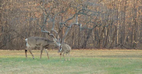 Deer in Sunset Stock Footage 127257030