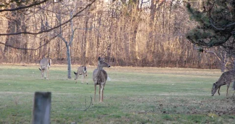 Deer in Sunset Stock Footage 127257035