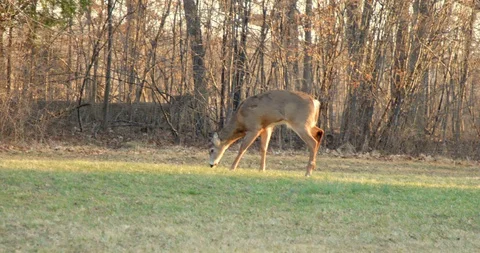 Deer in Sunset Stock Footage 127257379