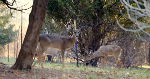 Deer in Sunset Stock Footage 127257566
