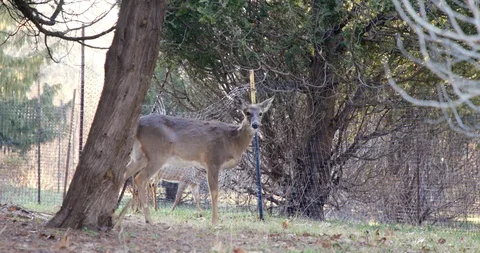 Deer in Sunset Stock Footage 127257570