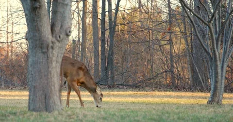 Deer in Sunset Stock Footage 127258157