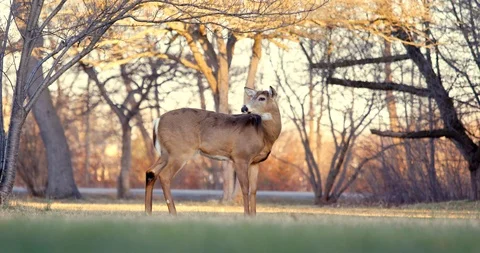 Deer in Sunset Stock Footage 127258292