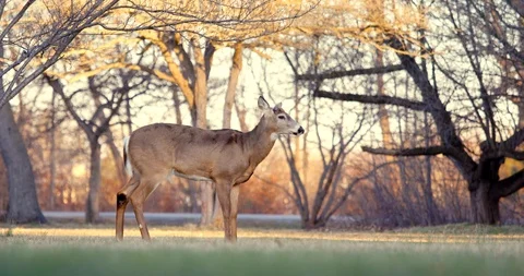 Deer in Sunset Stock Footage 127258313