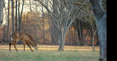 Deer in Sunset Stock Footage 127258516