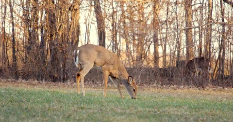 Deer in Sunset Stock Footage 127258666