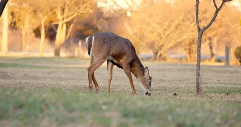Deer in Sunset Stock Footage 127259632