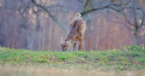Deer in Sunset Stock Footage 127259918