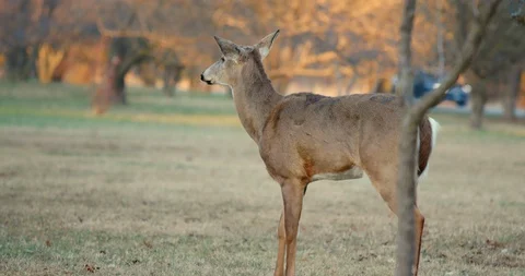 Deer in Sunset Stock Footage 127260315