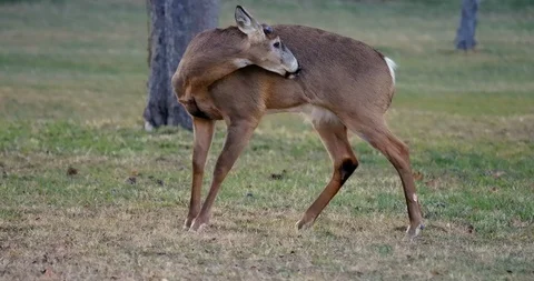 Deer in Sunset Stock Footage 127261289